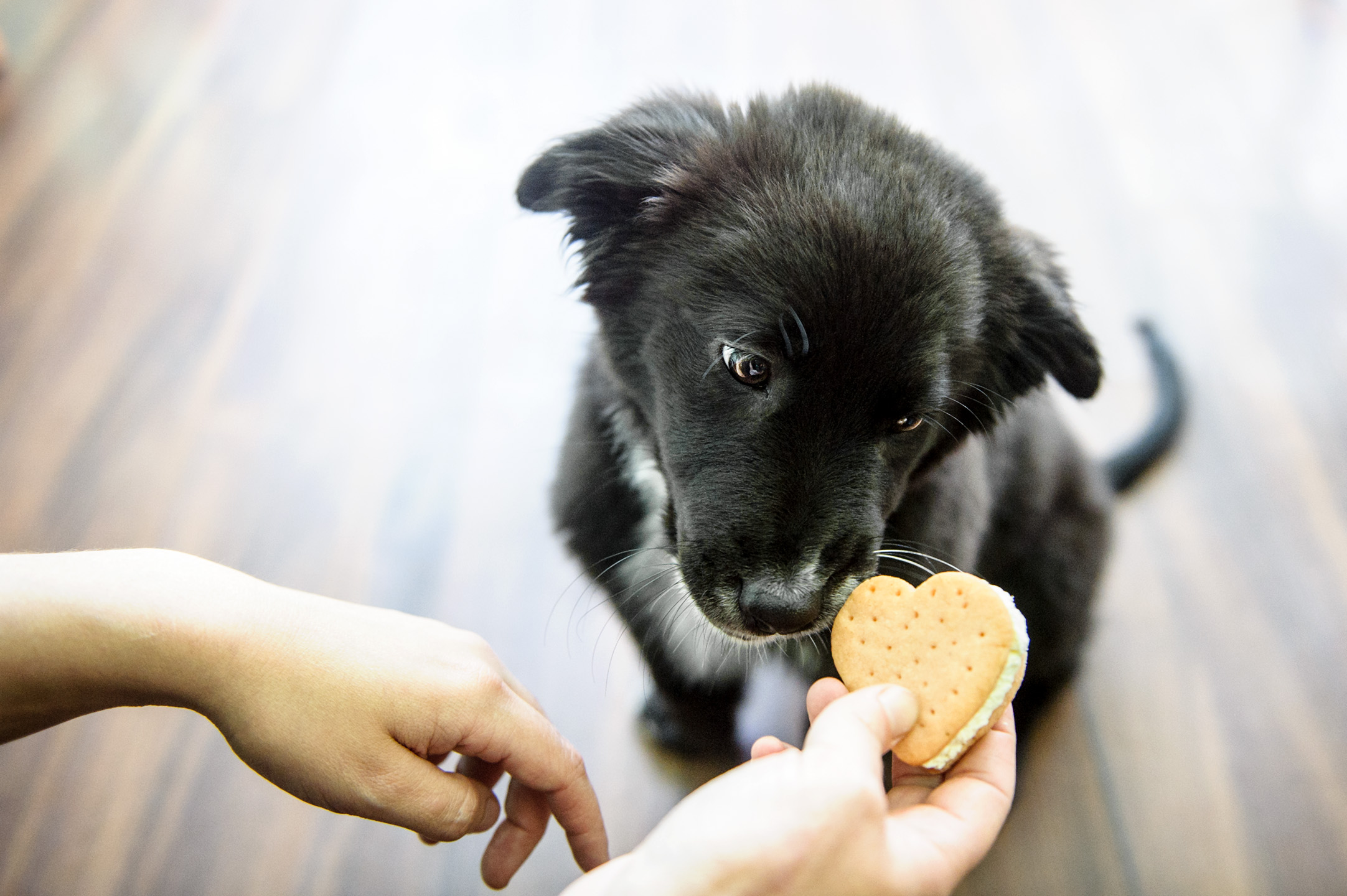 Dog Boarding & Sitting